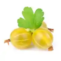 ērkšķoga2