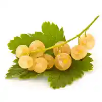 jāņoga1